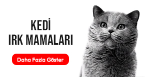 kedi-irk-mamalari.jpg (28 KB)