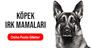 köpek-irk-mamalari.jpg (28 KB)