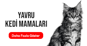 yavru-kedi-mamalari.jpg (28 KB)