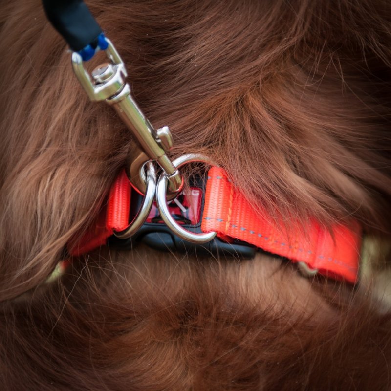Ezydog Double Up Mavi Köpek Boyun Tasması Medium Köpek Tasmaları Ezydog