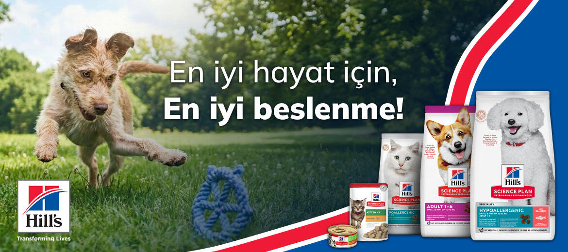 hills yavru kopek baslangic