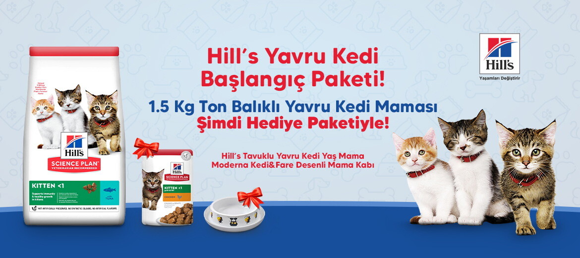 hills yavru kedi baslangic