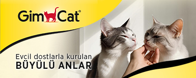 GimcatWebOrta2sag.jpg (67 KB)