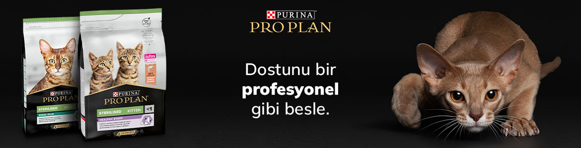 Kedi_Kuru_Mamalar_Banner2.jpg
