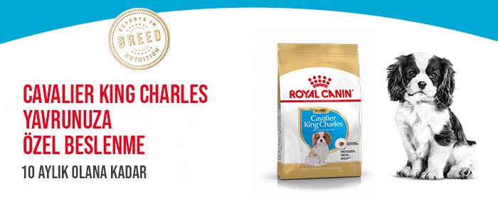 king-charles-puppy.jpg (46 KB)