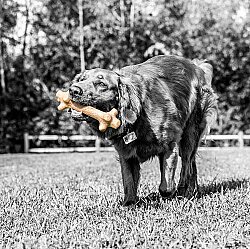 BarkBone Natural Fıstık Ezmesi Aromalı Köpek Çiğneme Kemiği (XL Boy) - 4