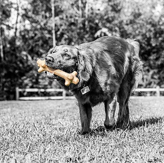 BarkBone Natural Fıstık Ezmesi Aromalı Köpek Çiğneme Kemiği (XL Boy) - 4