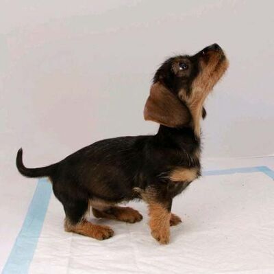 Beaphar Puppy Pads Yavru Köpek Pedi 60x60 (30 lu Paket)