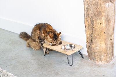 Beeztees DBL Kedi İkili Mama ve Su Kabı, Paslanmaz Çelik, Beyaz, 31x16x10cm, 2x350ml