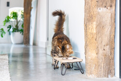 Beeztees DBL Kedi İkili Mama ve Su Kabı, Paslanmaz Çelik, Beyaz, 31x16x10cm, 2x350ml - Thumbnail