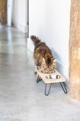 Beeztees DBL Kedi İkili Mama ve Su Kabı, Paslanmaz Çelik, Beyaz, 31x16x10cm, 2x350ml