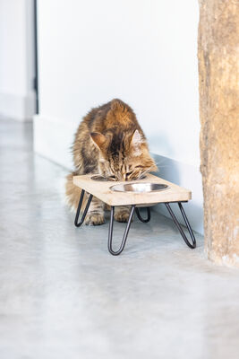 Beeztees DBL Kedi İkili Mama ve Su Kabı, Paslanmaz Çelik, Beyaz, 31x16x10cm, 2x350ml