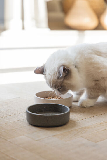 Beeztees DBL Kedi Mama Su Kabı, Bambu, Bej 12cm, 250ml - 2