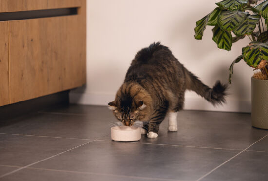 Beeztees DBL Kedi Mama Su Kabı, Bambu, Bej 12cm, 250ml - 3