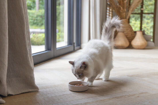 Beeztees DBL Kedi Mama Su Kabı, Bambu, Bej 12cm, 250ml - 5