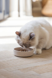 Beeztees DBL Kedi Mama Su Kabı, Bambu, Bej 12cm, 250ml - 4