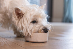 Beeztees DBL Köpek Mama Su Kabı, Bambu, Bej, 12cm, 300ml - 6