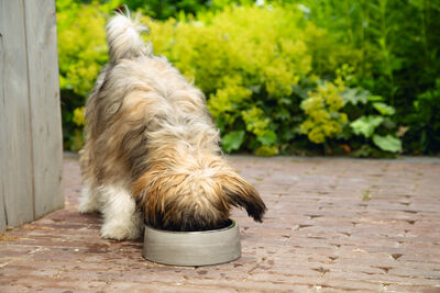 Beeztees DBL Köpek Mama Su Kabı, Dışı Beton, Paslanmaz Çelik, 16cm, 350ml - 2