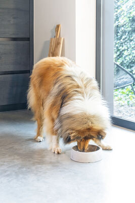 Beeztees DBL Köpek Mama Su Kabı, Dışı Beton, Paslanmaz Çelik, 20cm, 700ml - 6