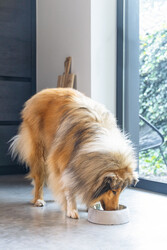 Beeztees DBL Köpek Mama Su Kabı, Dışı Beton, Paslanmaz Çelik, 20cm, 700ml - 7