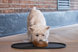 Beeztees DBL Köpek Mama Su Kabı, Dışı Masif Ahşap, Paslanmaz Çelik, 16,5cm, 650ml - 5