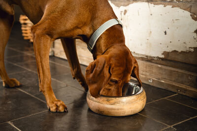 Beeztees DBL Köpek Mama Su Kabı, Dışı Masif Ahşap, Paslanmaz Çelik, 16,5cm, 650ml - 11