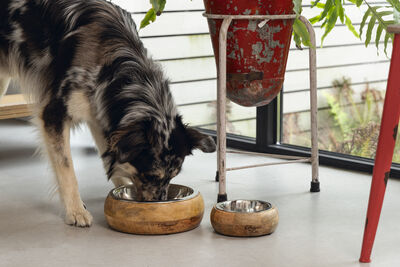 Beeztees DBL Köpek Mama Su Kabı, Dışı Masif Ahşap, Paslanmaz Çelik, 16,5cm, 650ml - 13