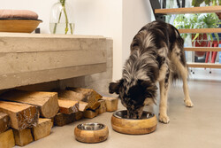 Beeztees DBL Köpek Mama Su Kabı, Dışı Masif Ahşap, Paslanmaz Çelik, 16,5cm, 650ml - 14