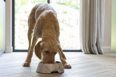 Beeztees DBL Köpek Mama Su Kabı, Mat Altın Rengi Paslanmaz Çelik, Bej Mermer Görünümlü, 22cm, 700ml