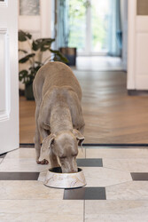 Beeztees DBL Köpek Mama Su Kabı, Mat Altın Rengi Paslanmaz Çelik, Bej Mermer Görünümlü, 22cm, 700ml - Thumbnail