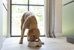 Beeztees DBL Köpek Mama Su Kabı, Mat Altın Rengi Paslanmaz Çelik, Bej Mermer Görünümlü, 22cm, 700ml - Thumbnail