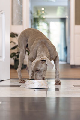 Beeztees DBL Köpek Mama Su Kabı, Mat Altın Rengi Paslanmaz Çelik, Bej Mermer Görünümlü, 22cm, 700ml