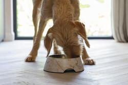 Beeztees DBL Köpek Mama Su Kabı, Mat Altın Rengi Paslanmaz Çelik, Bej Mermer Görünümlü, 22cm, 700ml - Thumbnail