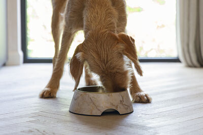 Beeztees DBL Köpek Mama Su Kabı, Mat Altın Rengi Paslanmaz Çelik, Bej Mermer Görünümlü, 22cm, 700ml