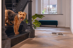 Beeztees DBL Köpek Mama Su Kabı, Seramik, Mat Gri, 16cm, 350ml - 2