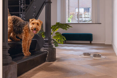 Beeztees DBL Köpek Mama Su Kabı, Seramik, Mat Gri, 16cm, 350ml - 2