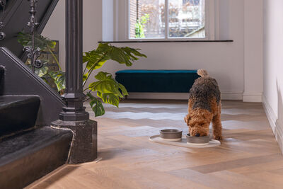 Beeztees DBL Köpek Mama Su Kabı, Seramik, Mat Gri, 16cm, 350ml - 4