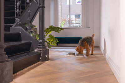 Beeztees DBL Köpek Mama Su Kabı, Seramik, Mat Gri, 16cm, 350ml - 5