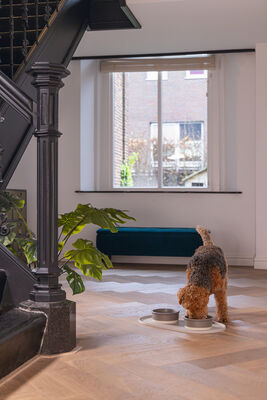 Beeztees DBL Köpek Mama Su Kabı, Seramik, Mat Gri, 16cm, 350ml - 6