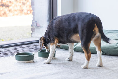 Beeztees DBL Köpek Mama Su Kabı, Seramik, Mat Yeşil, 16cm, 350ml - 3