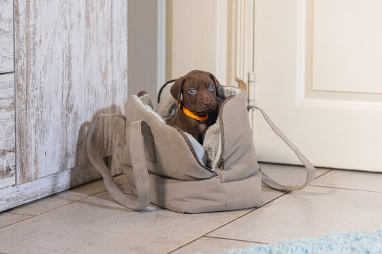 Beeztees DBL Köpek Taşıma Çantası, Yıkanabilir, 6,5Kg'ye kadar, Bej, 40x20x28cm - 9