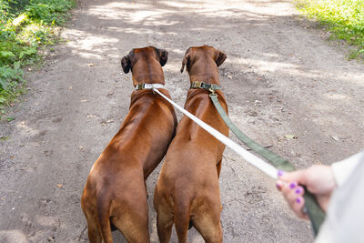 Beeztees DBL Köpek Tasması, Kadife, Gri, 48-70cm, 25mm - 7