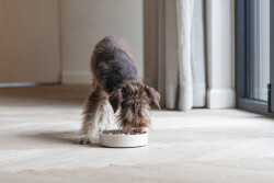 Beeztees DBL Köpek Yavaş Besleme Mama Kabı, Bambu, Bej, 17cm, 800ml - 2