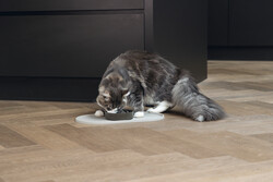 Beeztees DBL Mama Su Kabı Servisi, Silikon, Kaymaz, Bej, 45x25x1,5cm - Thumbnail