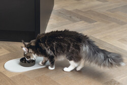 Beeztees DBL Mama Su Kabı Servisi, Silikon, Kaymaz, Bej, 45x25x1,5cm - Thumbnail