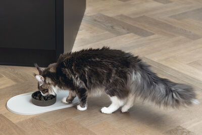 Beeztees DBL Mama Su Kabı Servisi, Silikon, Kaymaz, Bej, 45x25x1,5cm