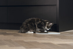 Beeztees DBL Mama Su Kabı Servisi, Silikon, Kaymaz, Bej, 45x25x1,5cm - Thumbnail