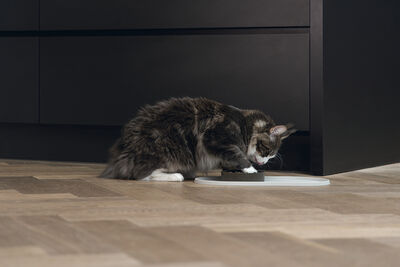 Beeztees DBL Mama Su Kabı Servisi, Silikon, Kaymaz, Bej, 45x25x1,5cm