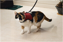 Beeztees Kedi Göğüs Tasması, Comfort, Zili ve Gezdirme Kayışı, 22-24.5cm Boyun, 30-39cm Göğüs - Beeztees
