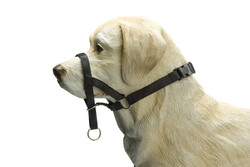 Beeztees - Beeztees Köpek Eğitim Tasması, Baş Kontrollu, Siyah, M